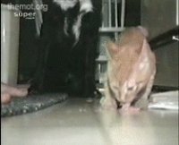 1168702253-CatDefendsFoodFromDog.gif