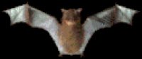ANIdiscoBat.gif