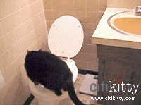 cat_toilet_trained.gif