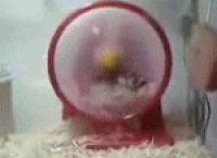 hamsta.gif
