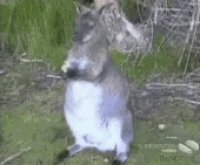 kangaroo bird steal.gif