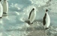 penguin_animated.gif