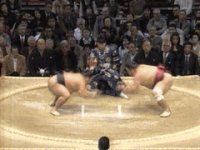 sumo.gif